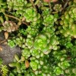 Sedum lucidum