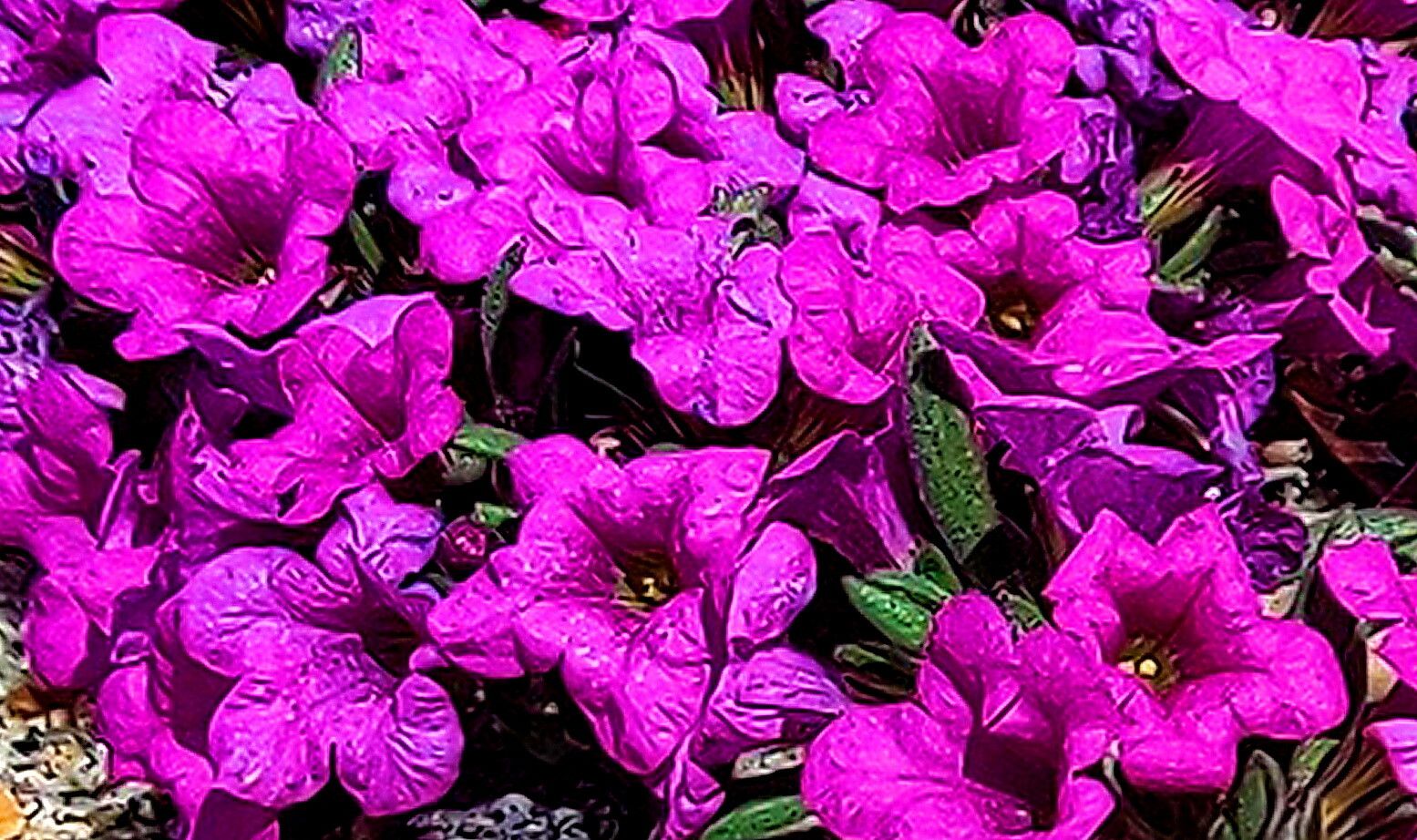 Nama demissa — related species from the same genus