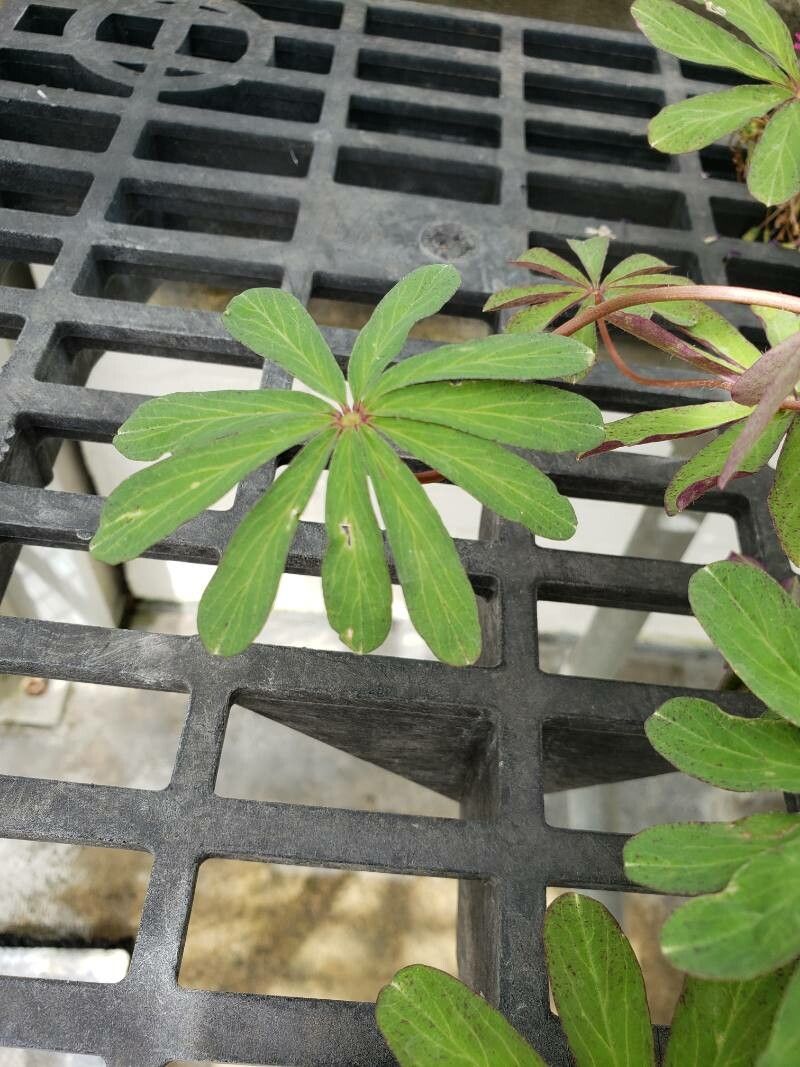 Oxalis lasiandra — search result for 'Oxalis'