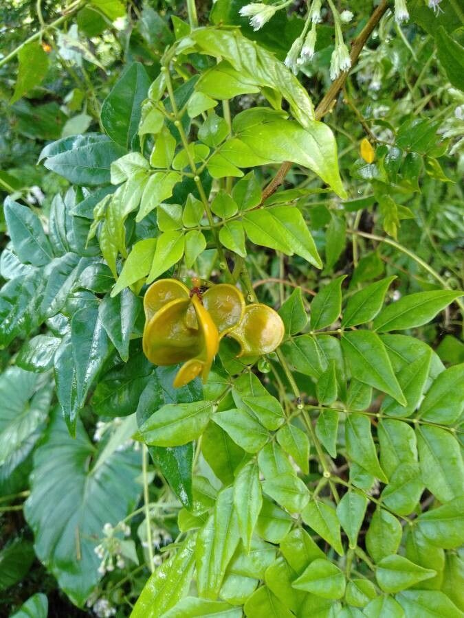 Archidendron clypearia fruit