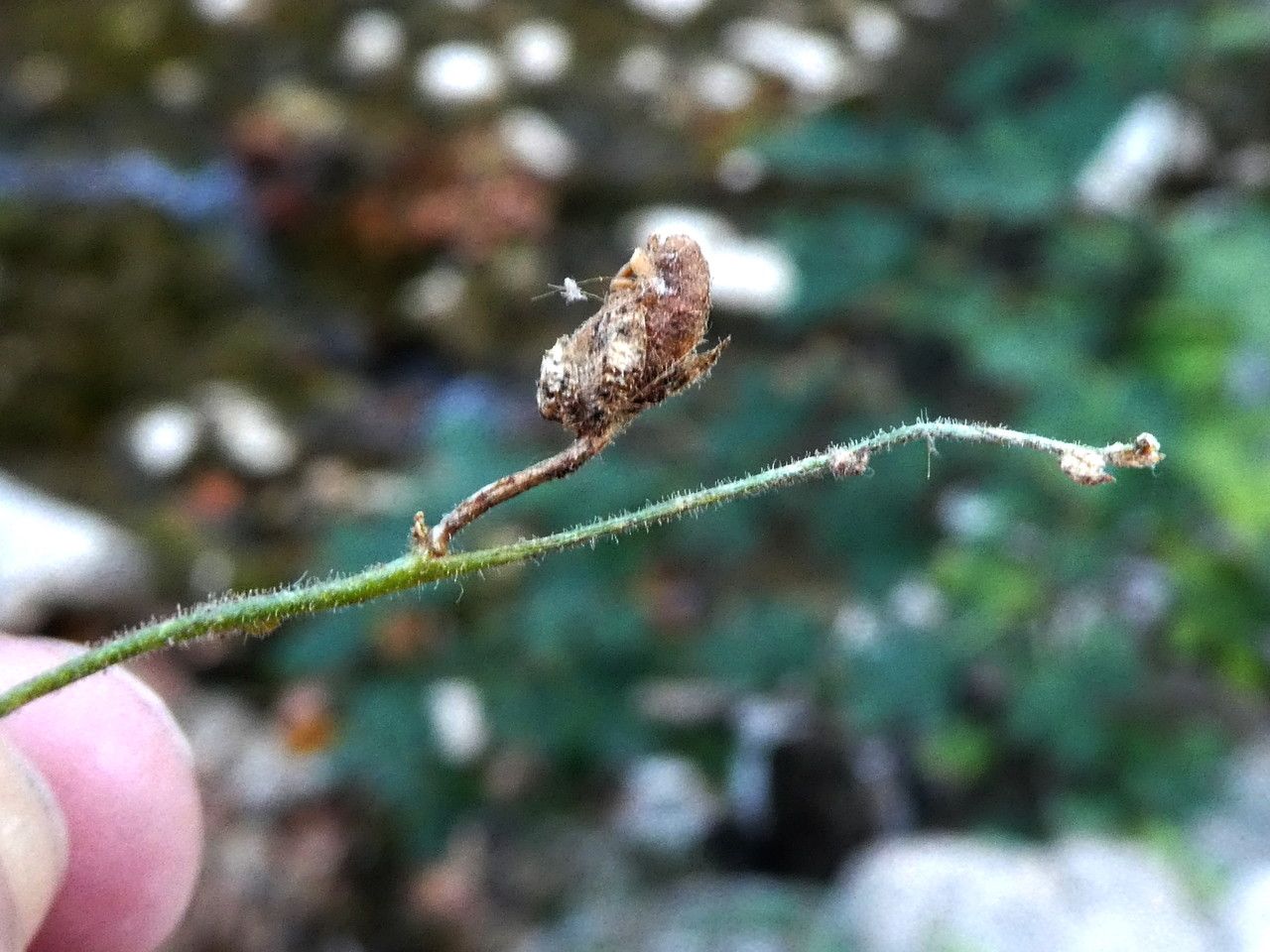 Antirrhinum litigiosum fruit