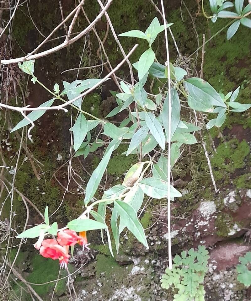 Cuphea cordata habit