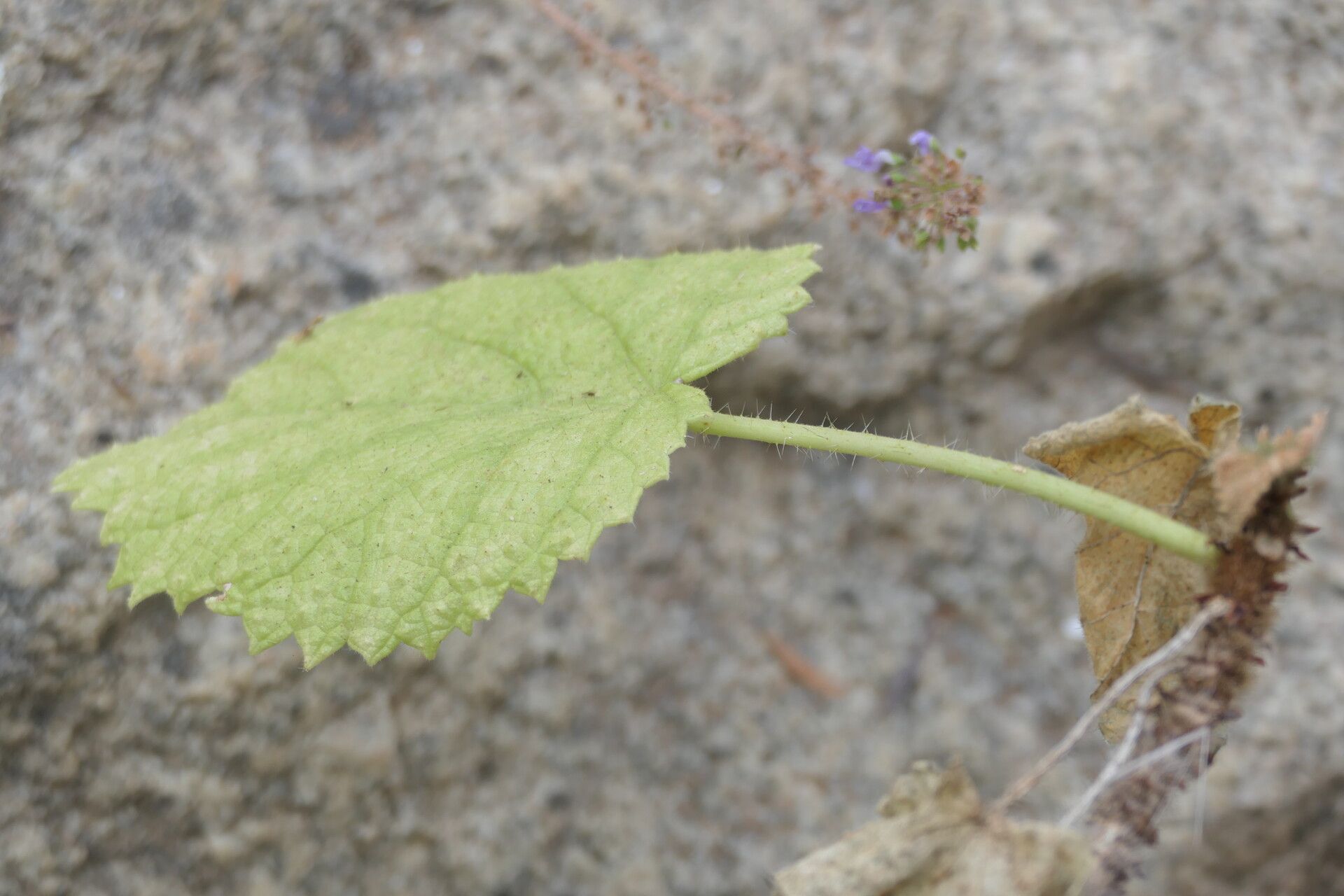 Obetia carruthersiana leaf