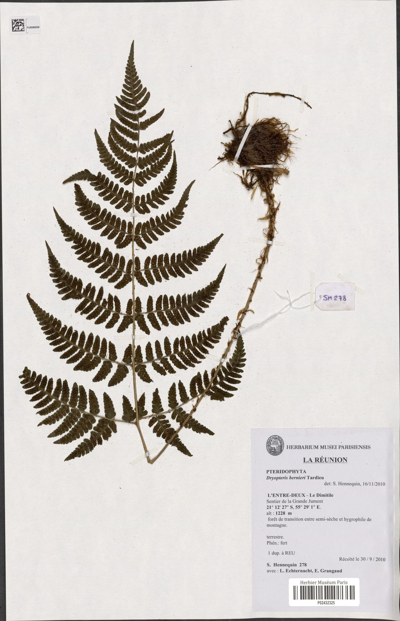 Dryopteris bernieri — search result for 'Dryopteris'