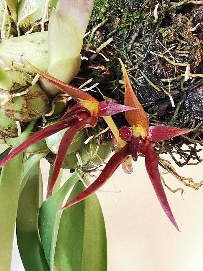 Bulbophyllum nymphopolitanum — houseplant care guide