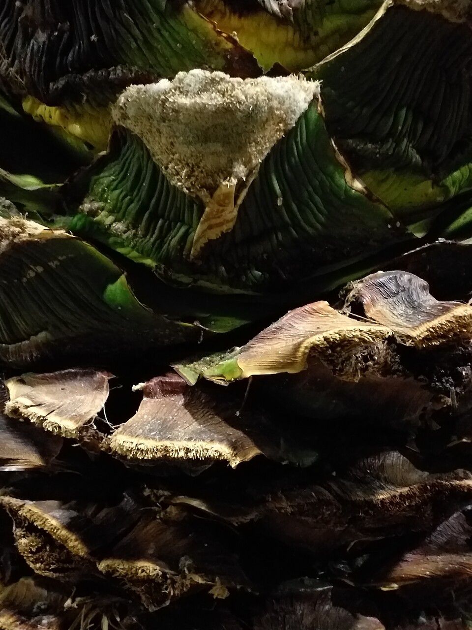 Agave tequilana bark