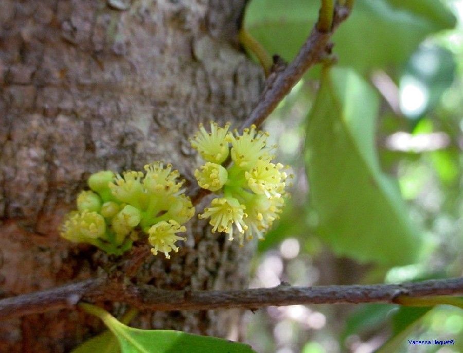 Xylosma grossecrenatum — search result for 'Salicaceae'
