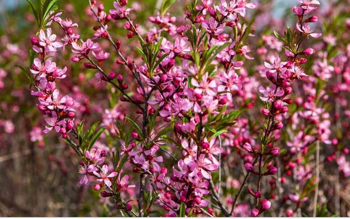 Prunus tenella flower