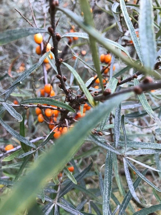 Hippophae rhamnoides — search result for 'Elaeagnaceae'