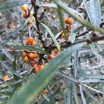 Hippophae rhamnoides
