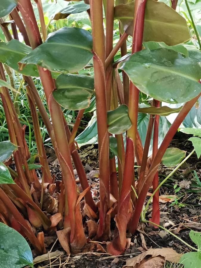 Hedychium greenii bark