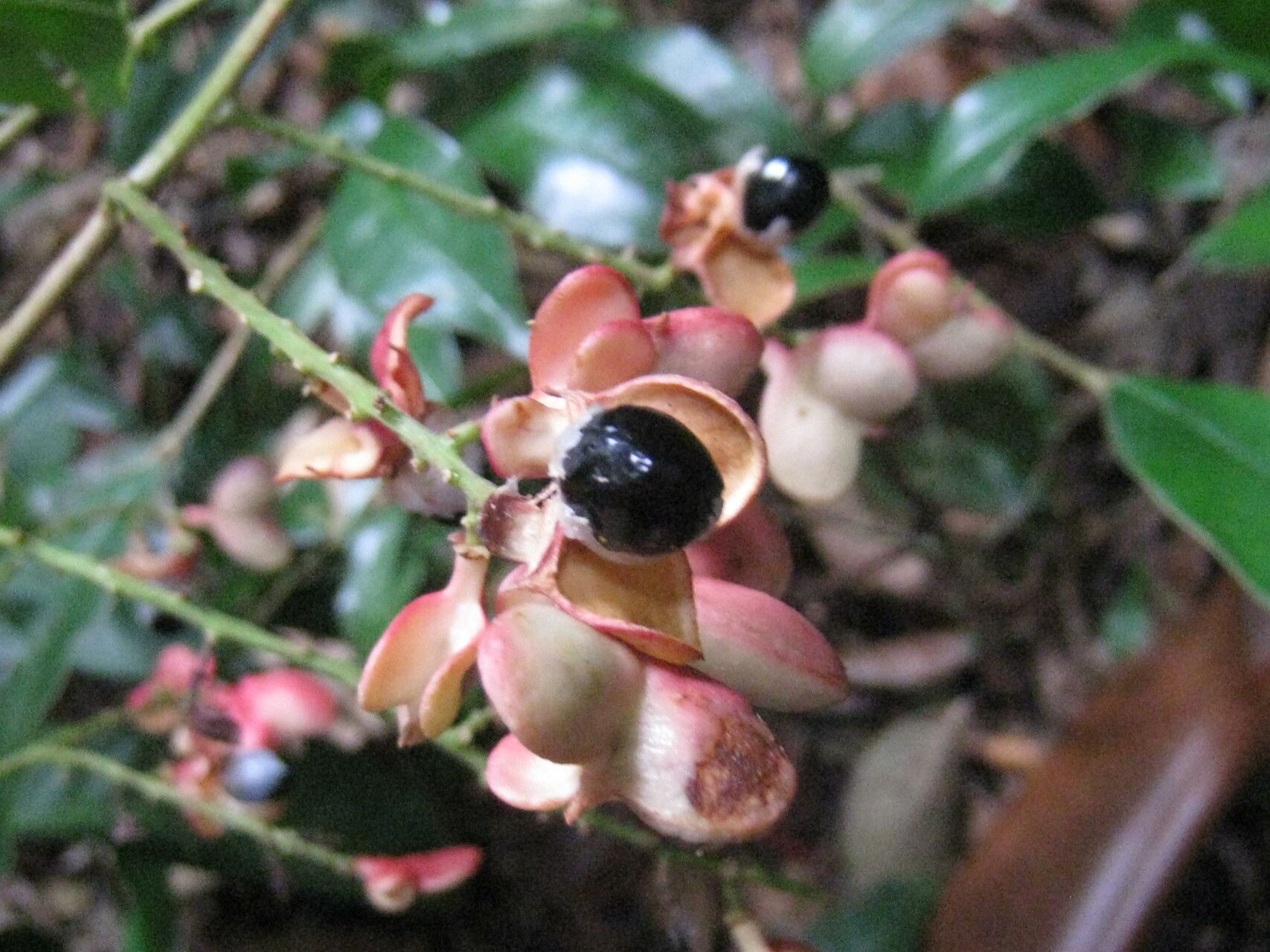 Cupania macrostylis other