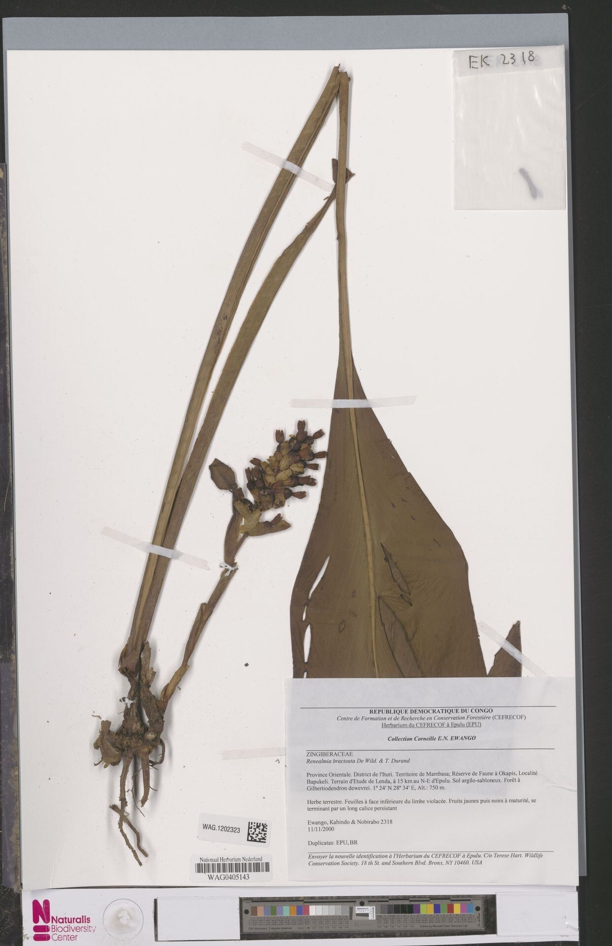 Renealmia bracteata — related species from the same genus