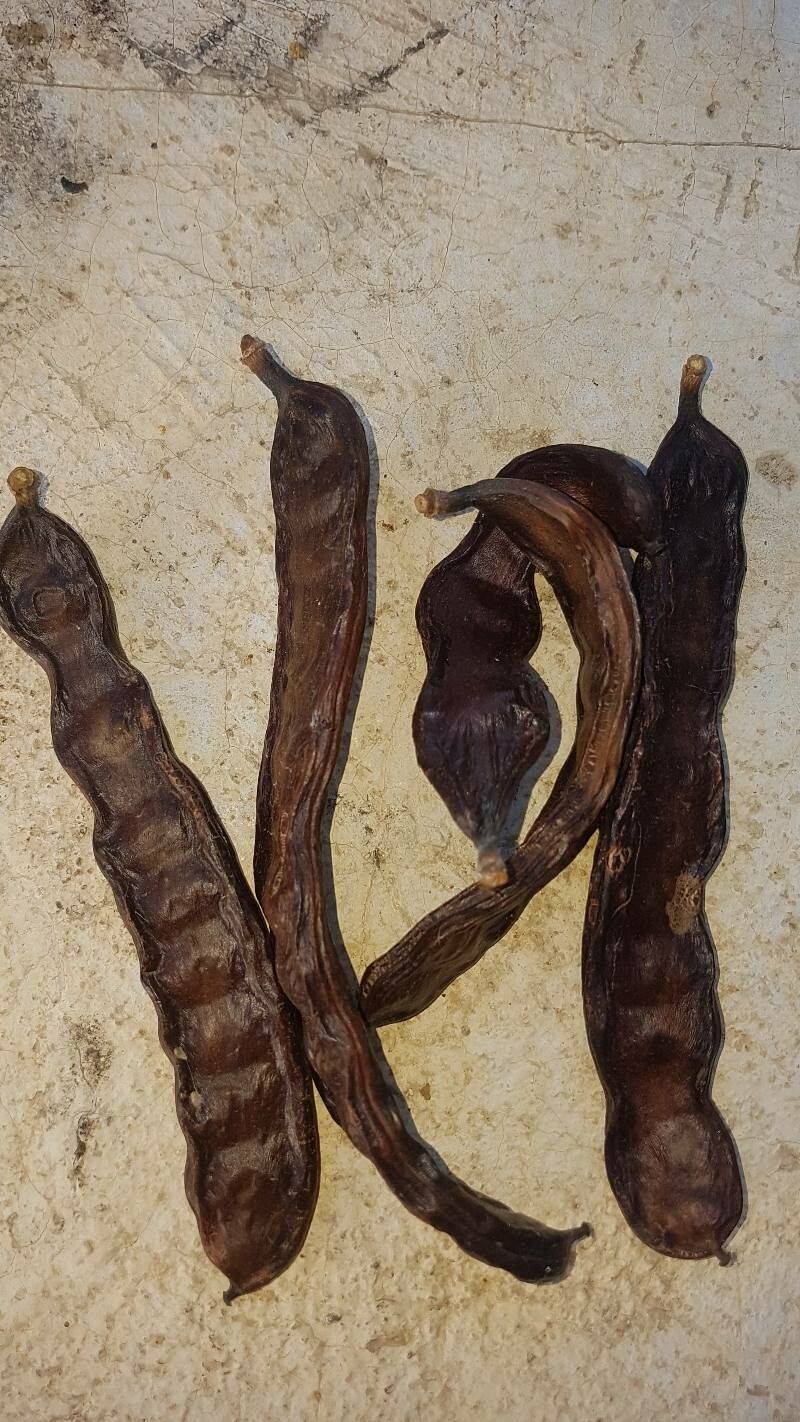 Entada phaseoloides fruit