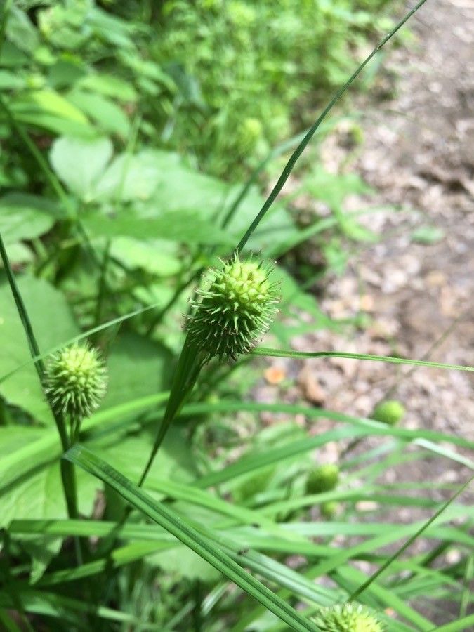 Carex squarrosa flower