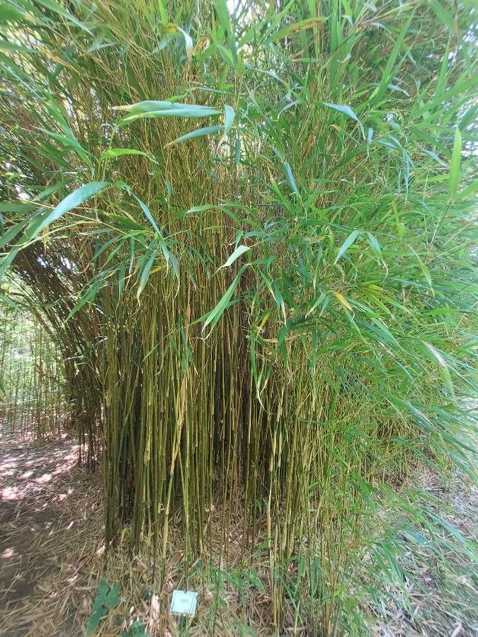 Chimonobambusa quadrangularis habit