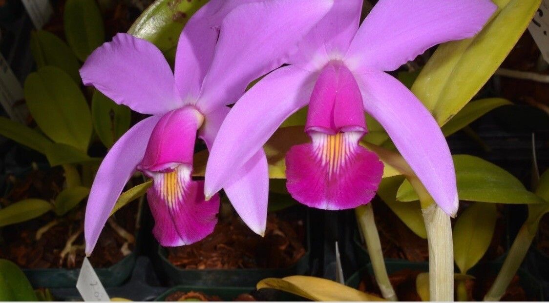 Cattleya violacea flower
