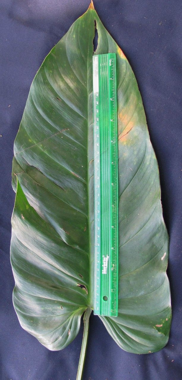 Philodendron jodavisianum — houseplant care guide