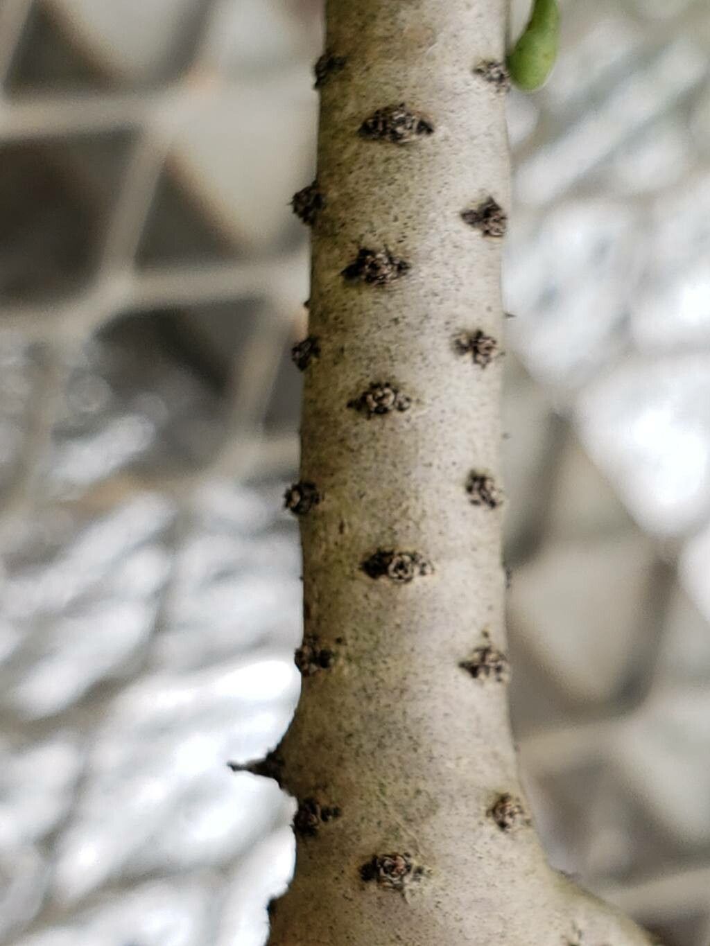 Portulacaria pygmaea bark