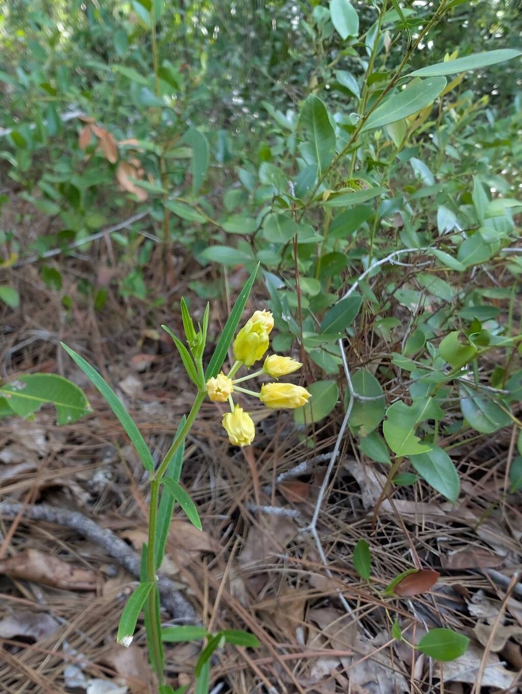 Asclepias pedicellata leaf