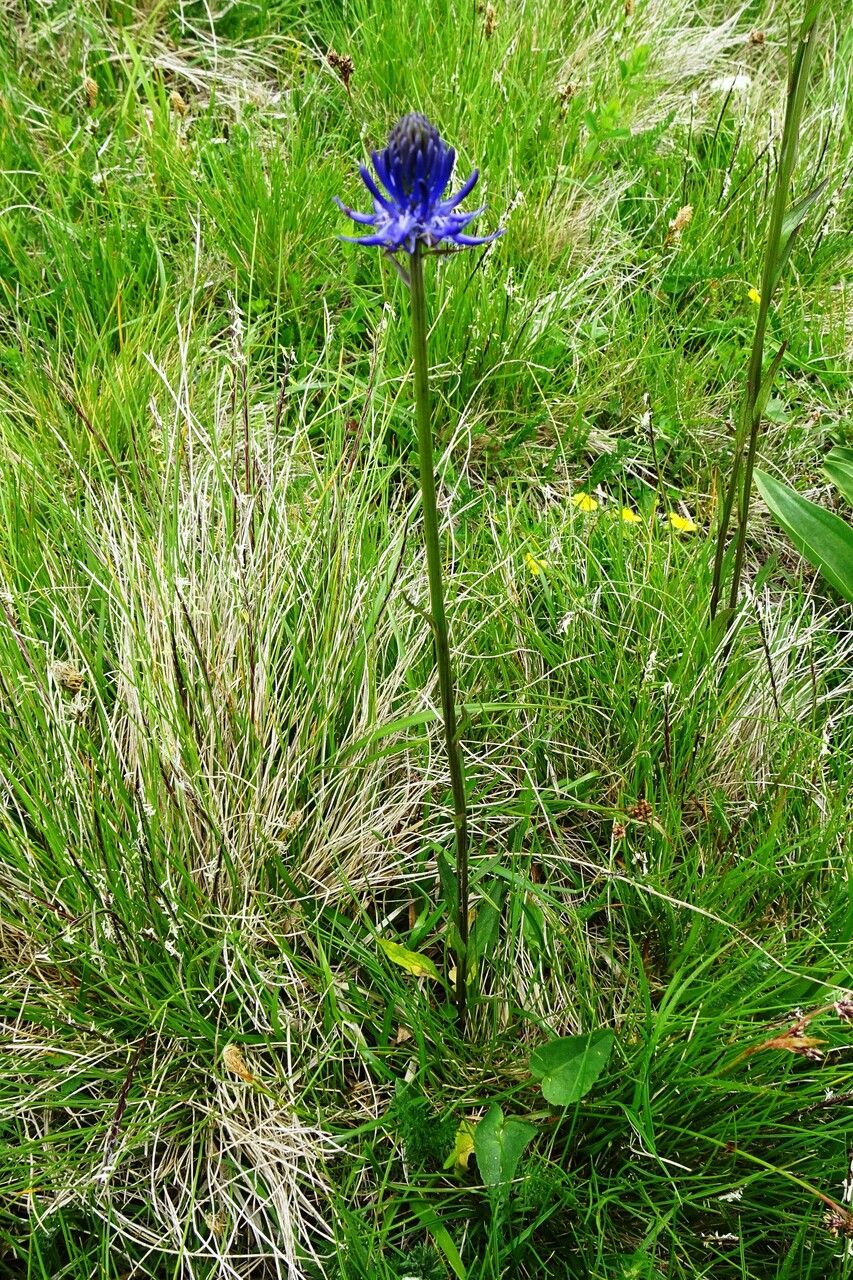 Phyteuma gallicum habit