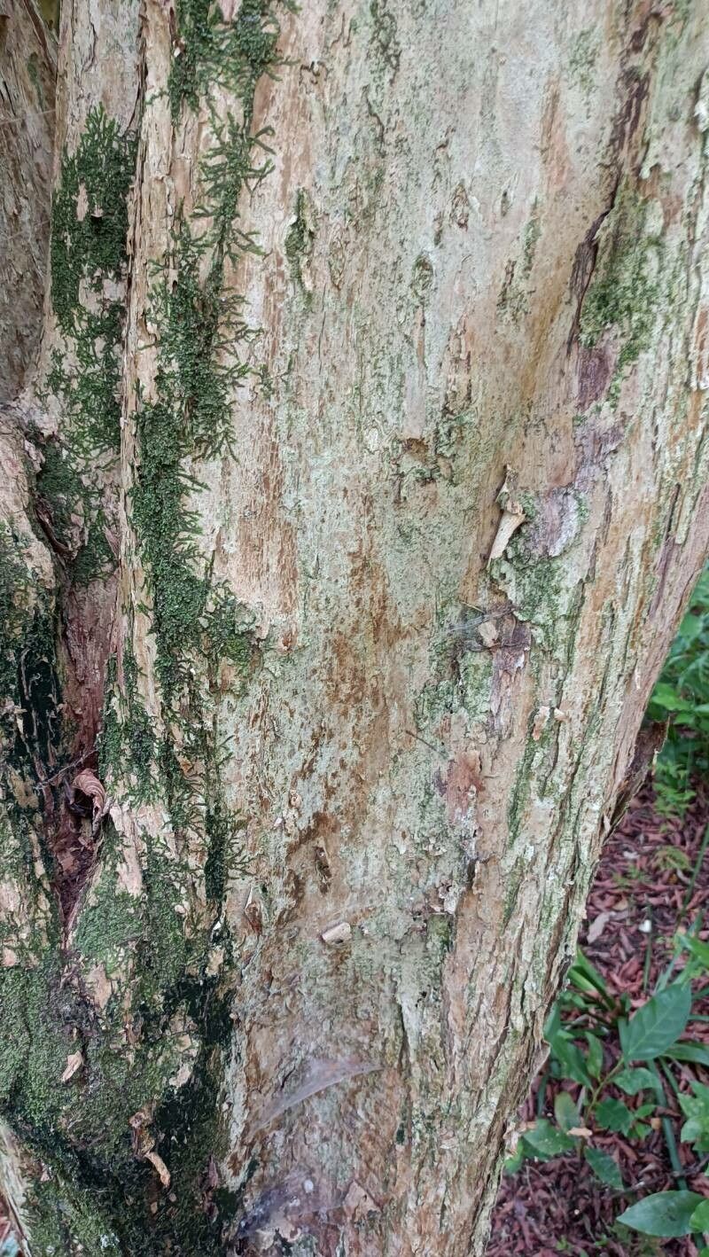 Campomanesia reitziana bark