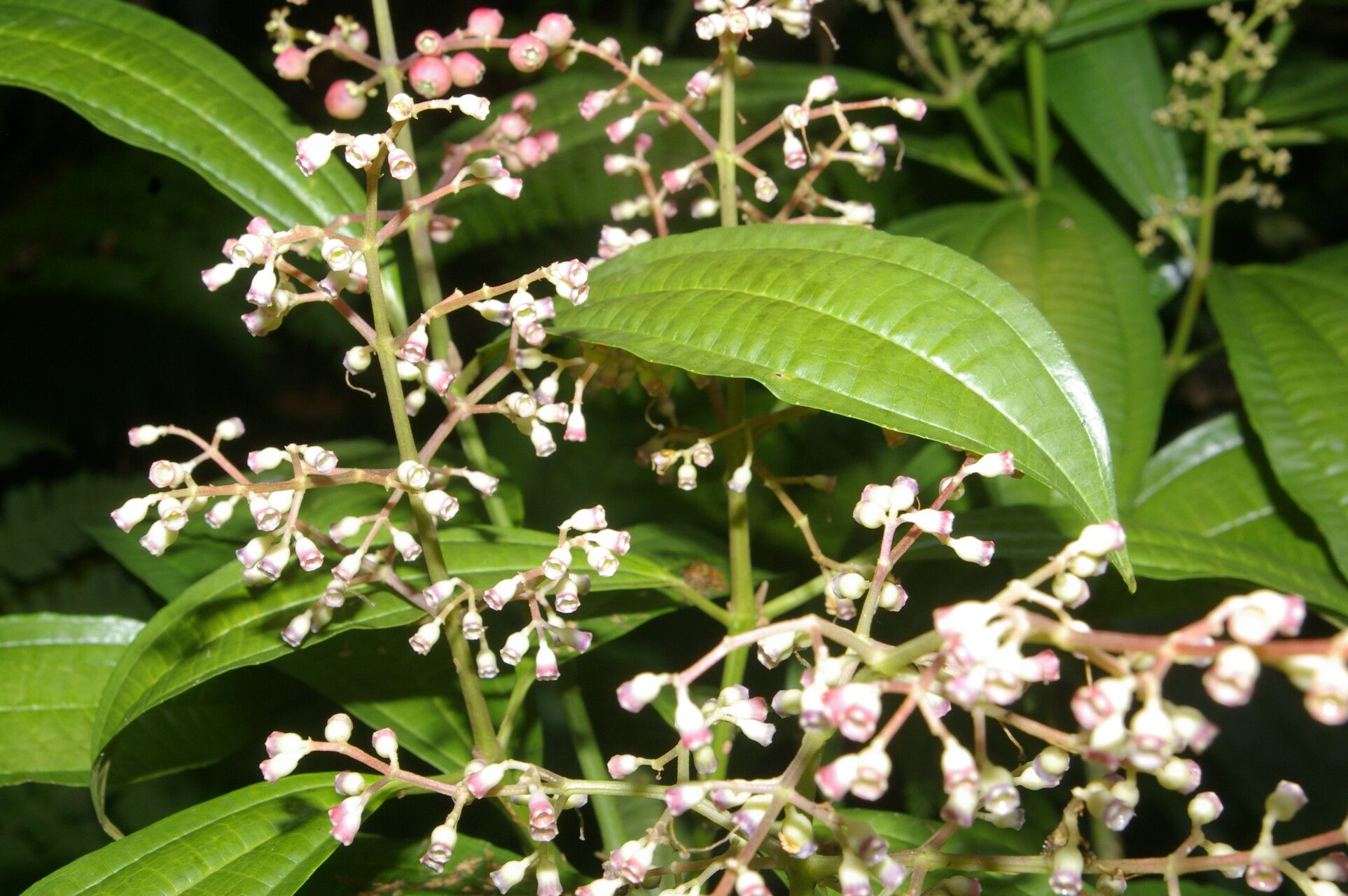 Miconia smaragdina flower