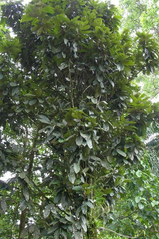 Licania belloi habit