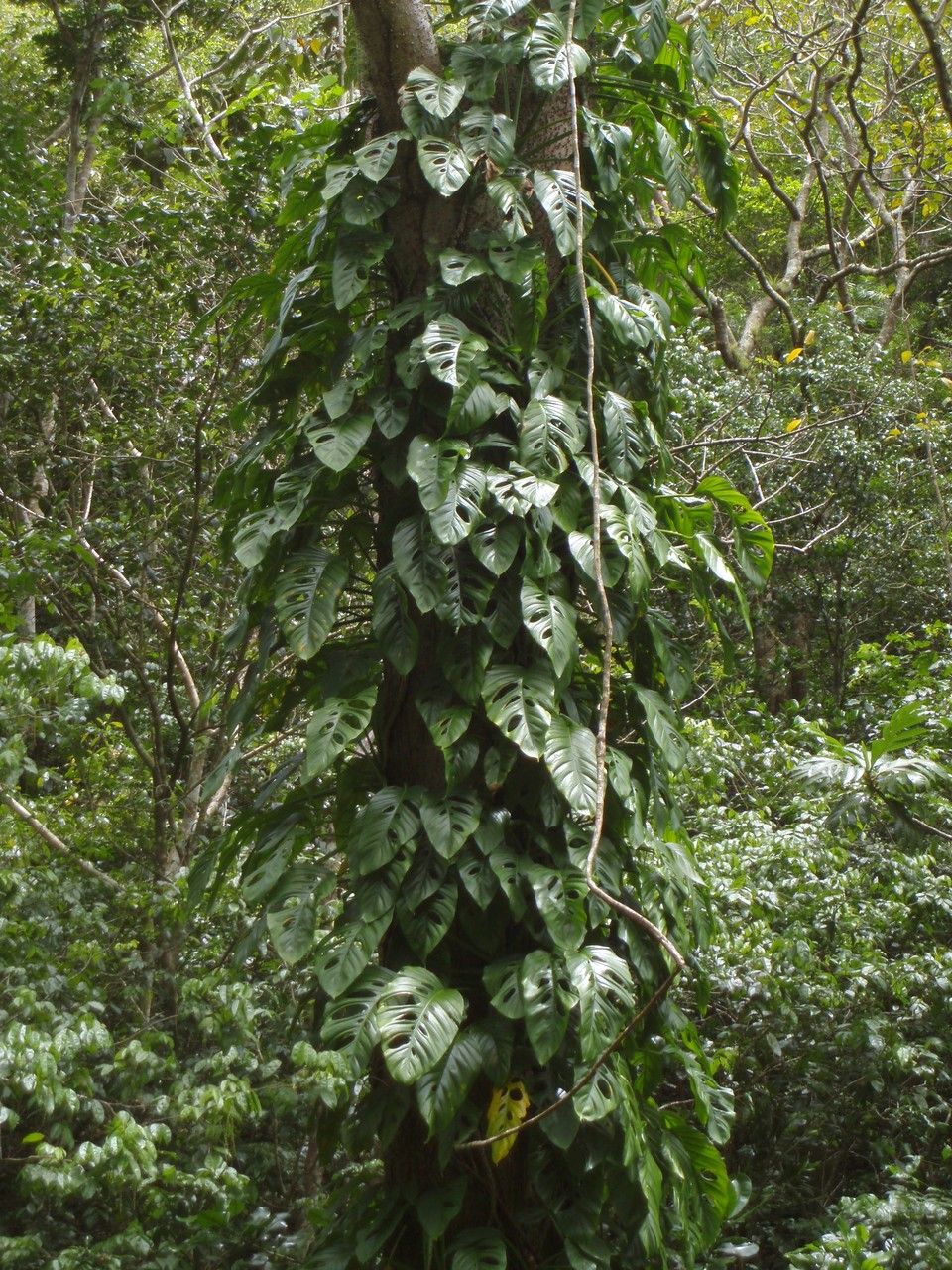 Philodendron lingulatum habit