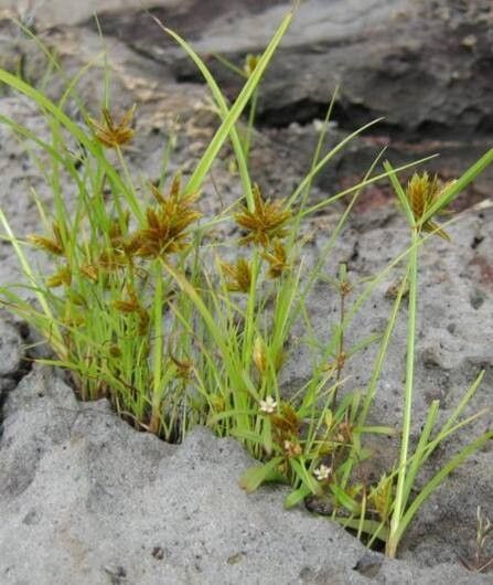 Cyperus elegans — houseplant care guide