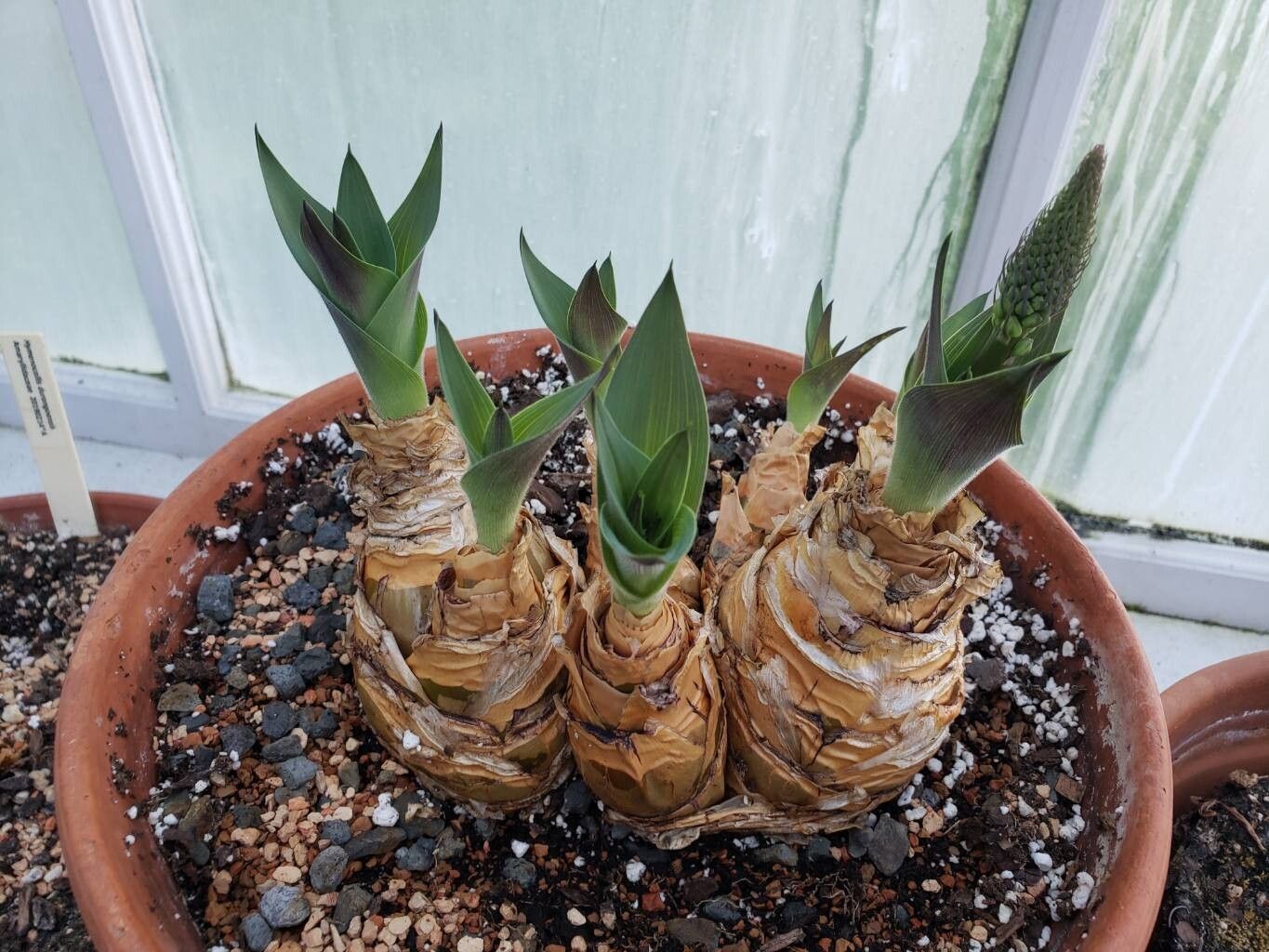 Merwilla plumbea habit