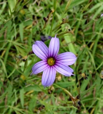 Sisyrinchium platense flower