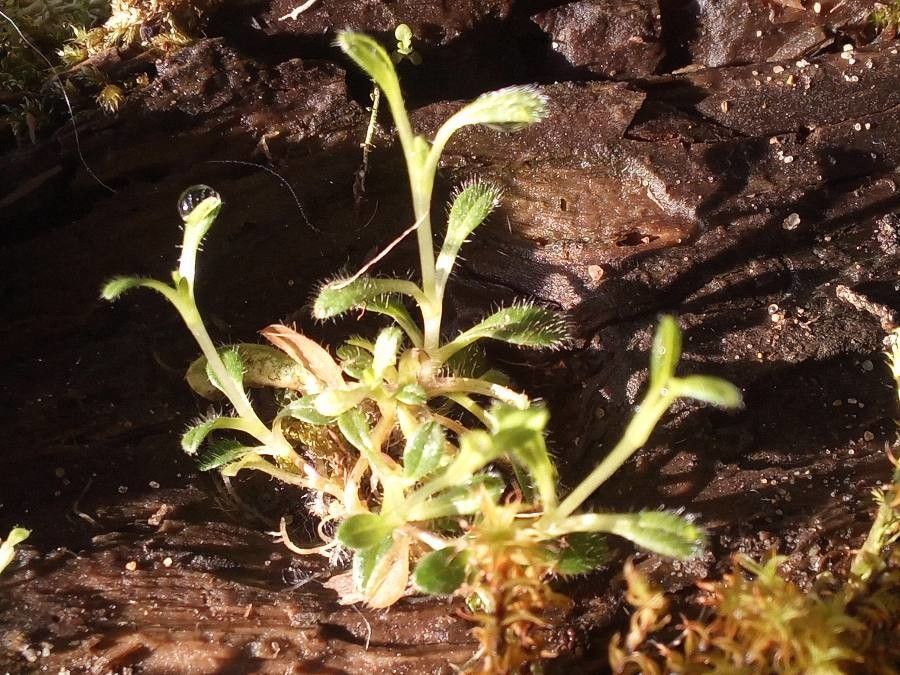Saxifraga androsacea leaf