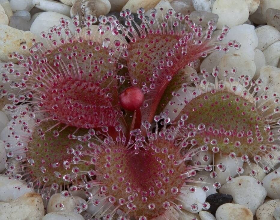 Drosera browniana — search result for 'Drosera'