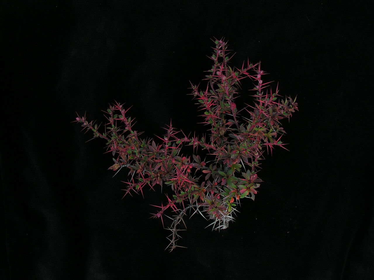 Berberis tsarica habit