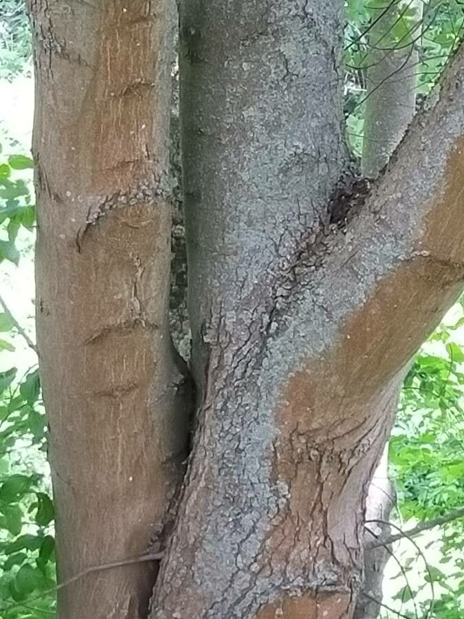 Acer barbinerve bark