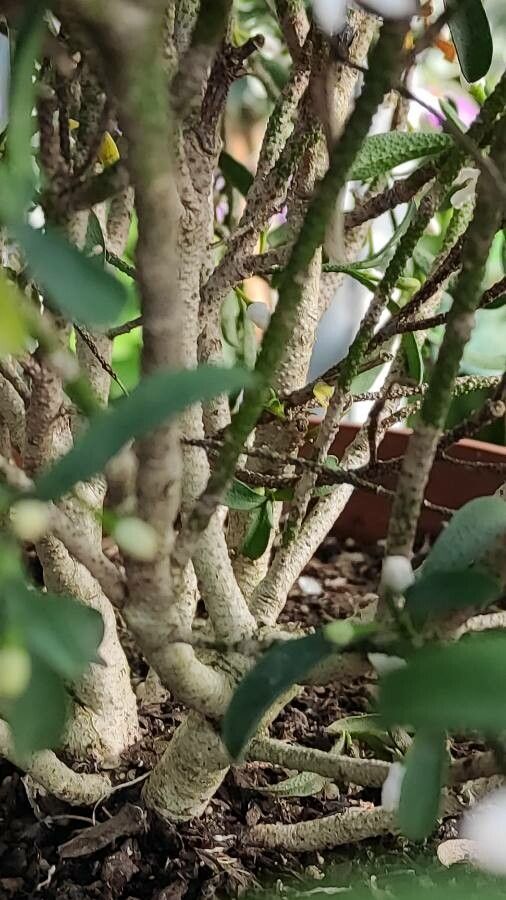 Eriostemon myoporoides bark