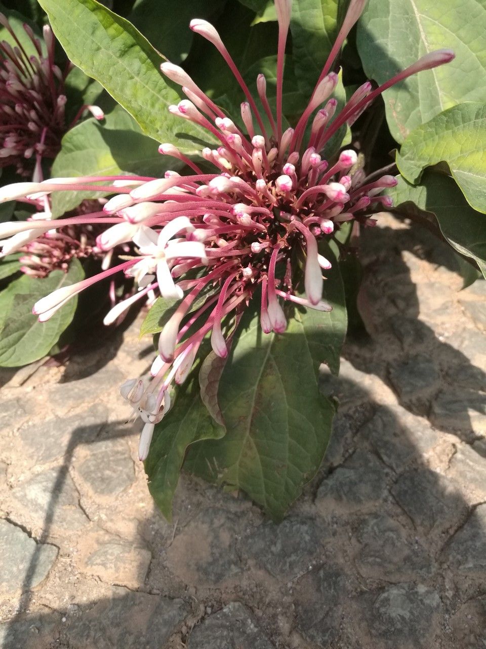 Clerodendrum quadriloculare flower