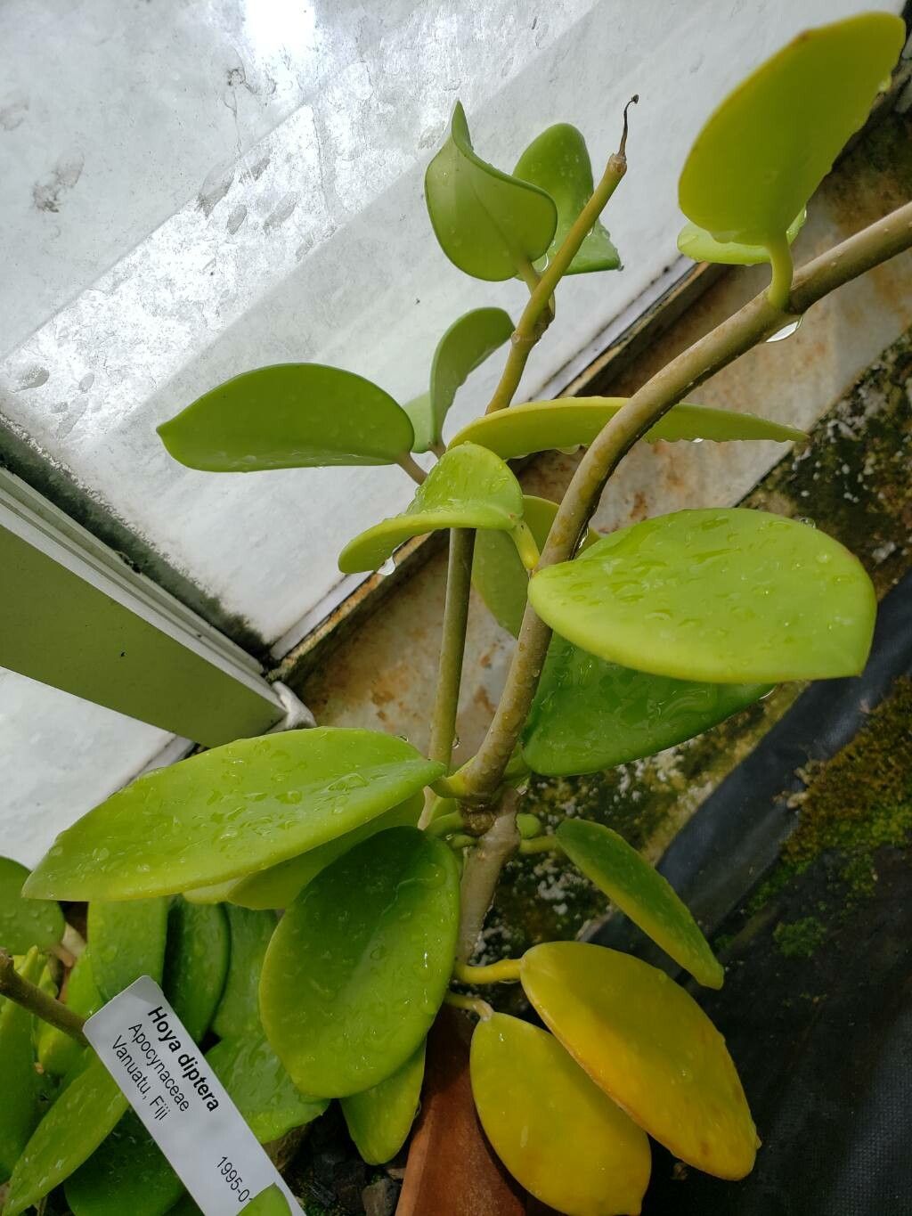 Hoya diptera