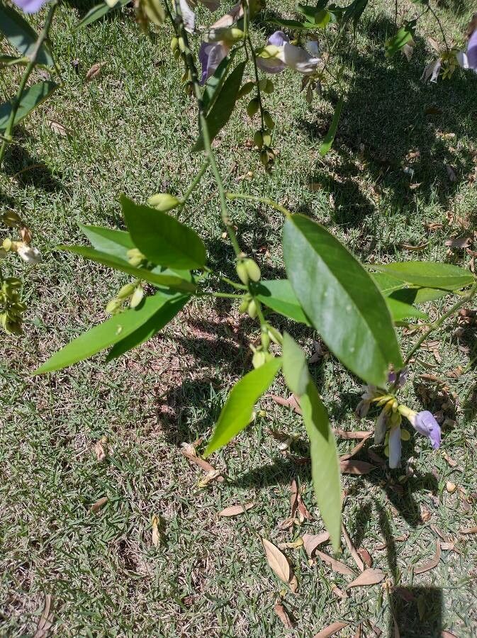 Clitoria fairchildiana