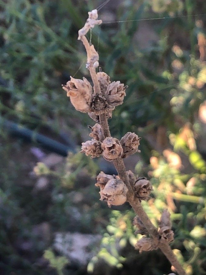 Antirrhinum australe fruit