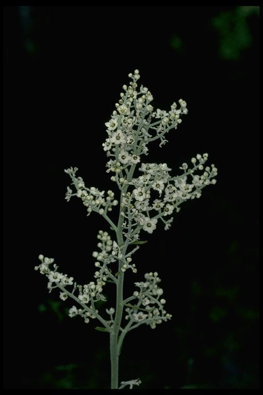 Veratrum insolitum other