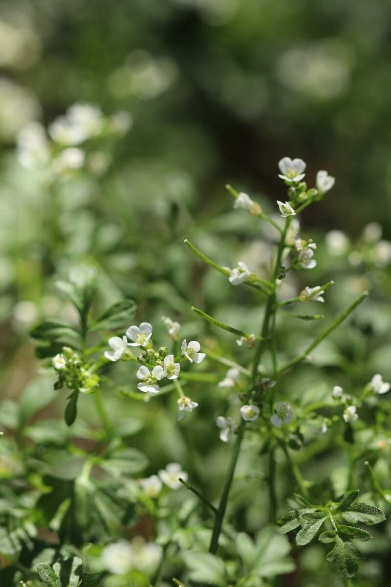 Cardamine occulta flower