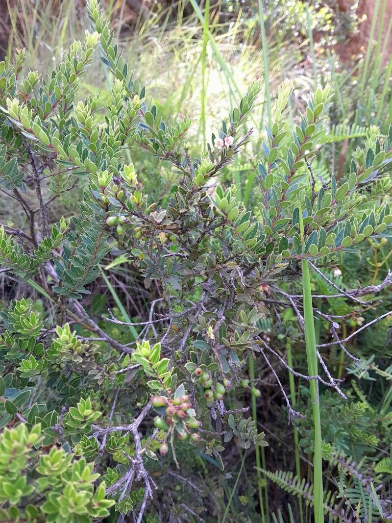Vaccinium madagascariense habit