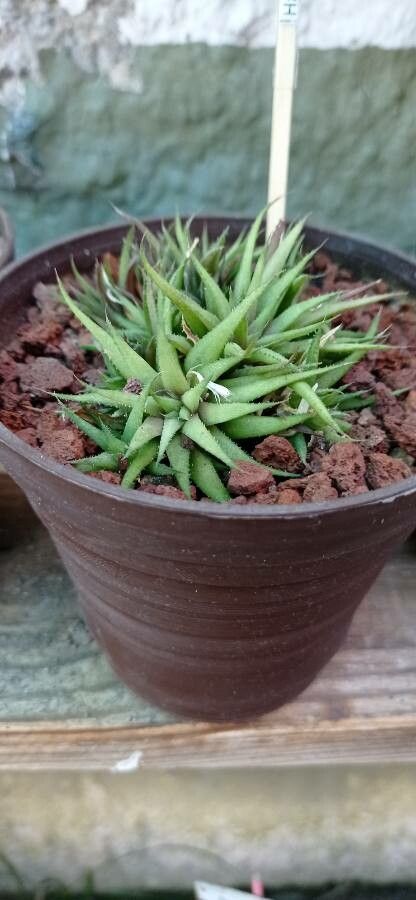 Haworthia angustifolia habit