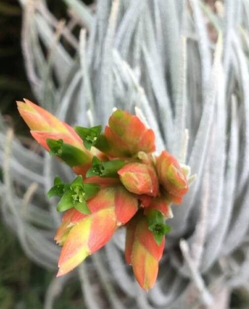 Tillandsia boqueronensis — houseplant care guide
