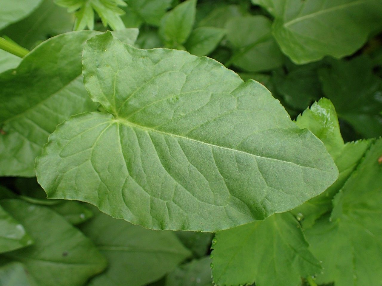Rumex alpestris leaf