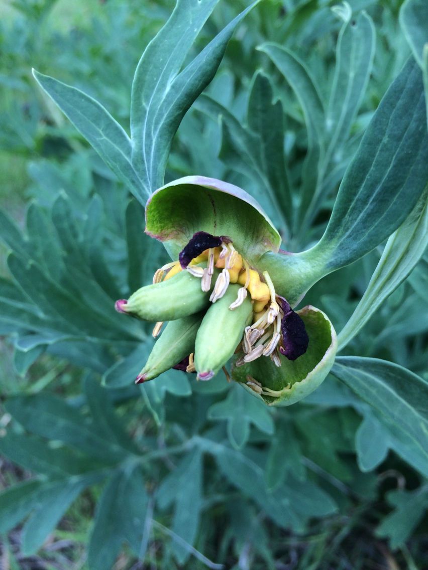 Paeonia californica habit
