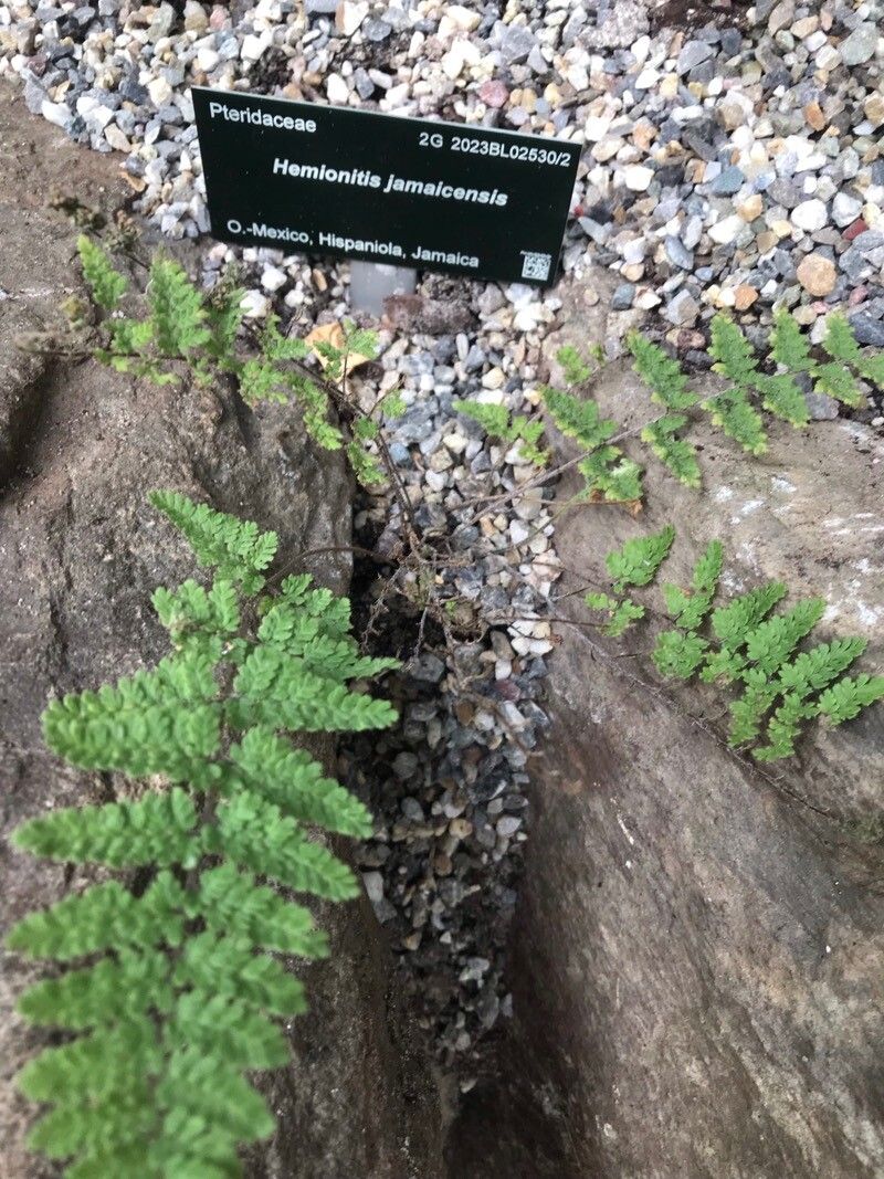 Hemionitis jamaicensis — search result for 'Hemionitis'