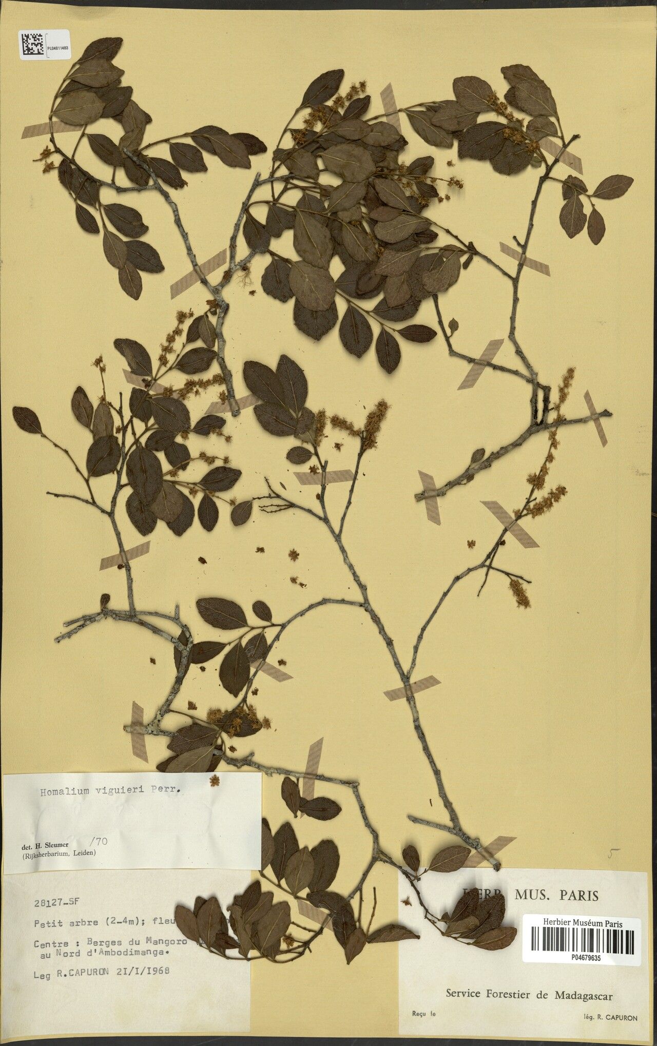 Homalium viguieri — houseplant care guide